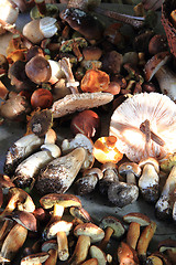 Image showing autumnal mushrooms collection