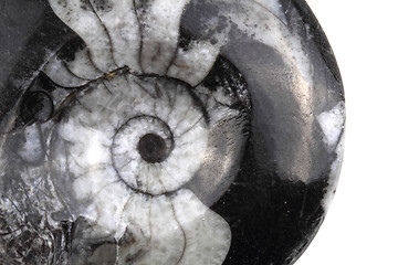 Image showing ammonite fossil