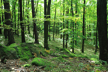 Image showing small czech forest 