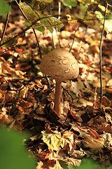 Image showing parasol mushroom in the forest 