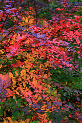 Image showing autumnal leaves texture 