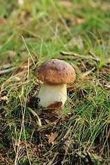 Image showing edible wild mushroom
