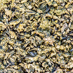 Image showing colony of seashell mussels on a hunting island  beach