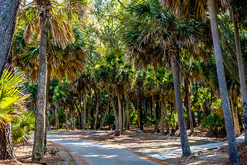 Image showing nature scenes around hunting island south carolina