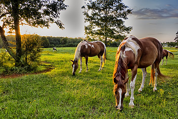 Image showing Beautiful  horse on the pasture at sunset in south carolina moun