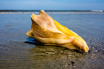 Image showing sea shell on a beach of atlantic ocean at sunset