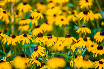 Image showing Bright yellow rudbeckia or Black Eyed Susan flowers in the garde