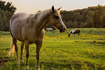 Image showing Beautiful  horse on the pasture at sunset in south carolina moun