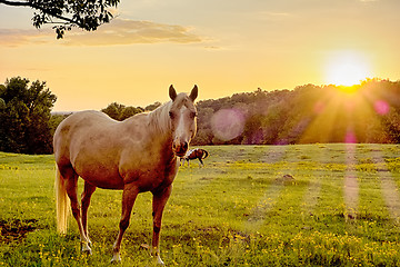 Image showing Beautiful  horse on the pasture at sunset in south carolina moun