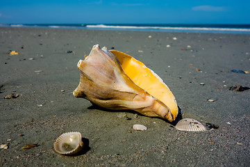 Image showing sea shell on a beach of atlantic ocean at sunset