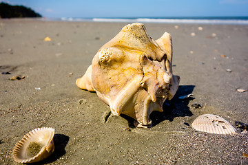 Image showing sea shell on a beach of atlantic ocean at sunset