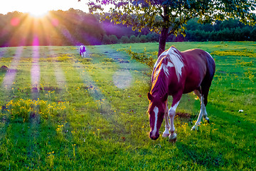 Image showing Beautiful  horse on the pasture at sunset in south carolina moun