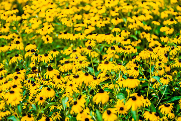 Image showing Bright yellow rudbeckia or Black Eyed Susan flowers in the garde