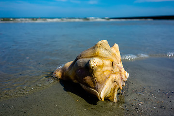 Image showing sea shell on a beach of atlantic ocean at sunset