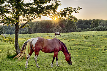 Image showing Beautiful  horse on the pasture at sunset in south carolina moun