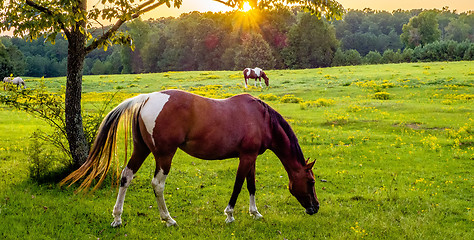 Image showing Beautiful  horse on the pasture at sunset in south carolina moun