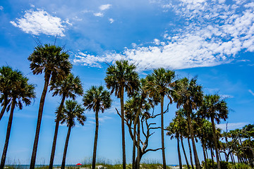 Image showing nature scenes around hunting island south carolina