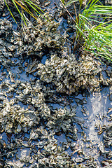 Image showing colony of seashell mussels on a hunting island  beach