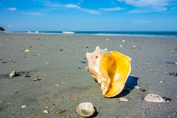 Image showing sea shell on a beach of atlantic ocean at sunset