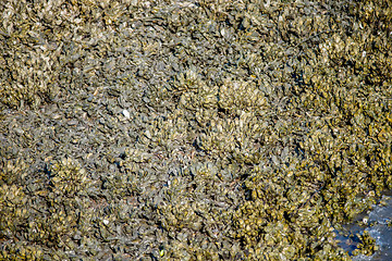 Image showing colony of seashell mussels on a hunting island  beach