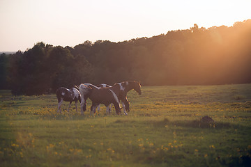 Image showing Beautiful  horse on the pasture at sunset in south carolina moun