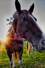 Image showing Beautiful  horse on the pasture at sunset in south carolina moun