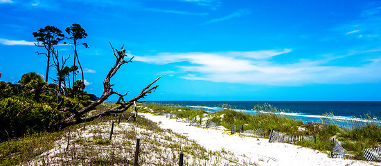 Image showing nature scenes around hunting island south carolina