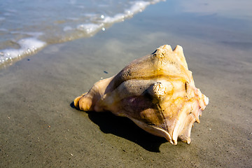 Image showing sea shell on a beach of atlantic ocean at sunset