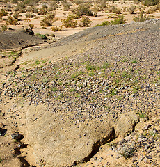 Image showing  bush old fossil in  the desert of morocco sahara and rock  ston