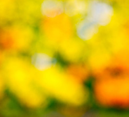 Image showing  white in london yellow flower field background