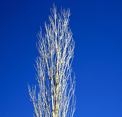 Image showing dead wood in the sky morocco africa winter