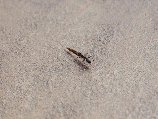 Image showing Ant insect