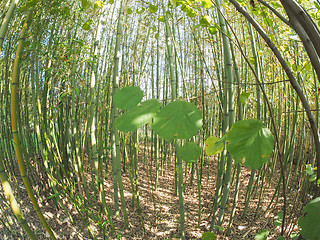 Image showing Bamboo tree