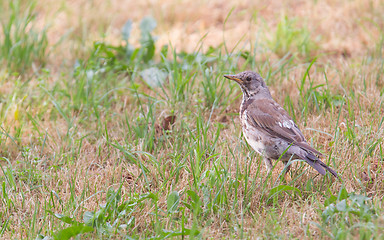 Image showing Young song thrush (Turdus philomelos)