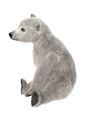 Image showing Polar Bear Cub