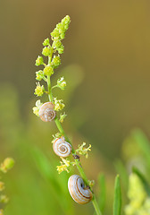 Image showing Group of small snails