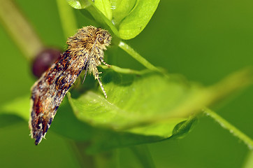 Image showing Gypsy moth butterfly