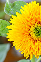 Image showing  decorative sunflower