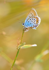 Image showing Plebejus argyrognomon