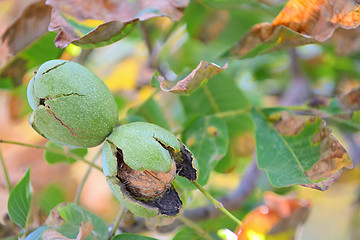 Image showing ripe walnut on a tree