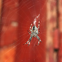 Image showing Big spider hanging on a web
