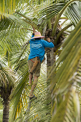 Image showing ASIA THAILAND SAMUT SONGKHRAM PALM SUGAR