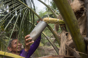 Image showing ASIA THAILAND SAMUT SONGKHRAM PALM SUGAR