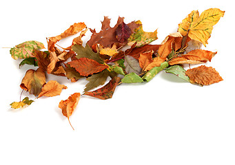 Image showing Autumn dried leafs isolated on white background