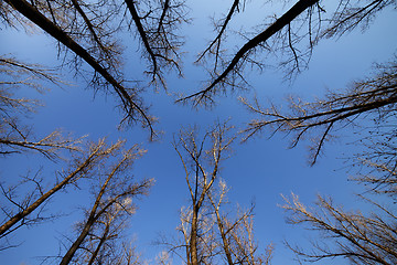 Image showing Autumn forest and blue sky