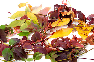 Image showing Multicolor autumn leafs