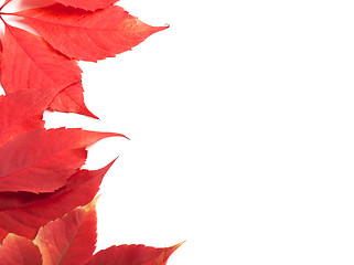 Image showing Red autumn leaves background with copy space