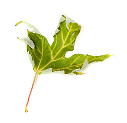 Image showing Dry maple leaf