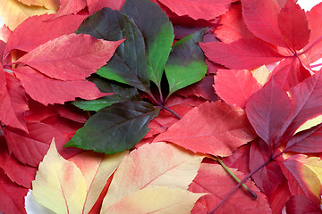 Image showing Background of multicolor autumn leafs