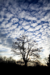 Image showing Tree Silhouette